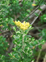 Ozothamnus obcordatus