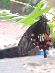 Papilio polytes