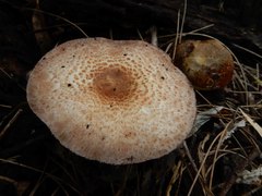 Agaricineae