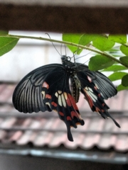Papilio polytes