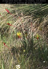 Anigozanthos