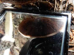 Agaricineae
