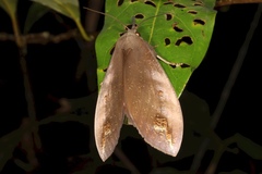 Tetrisia florigera
