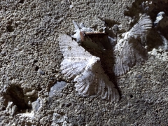 Lassaba parvalbidaria