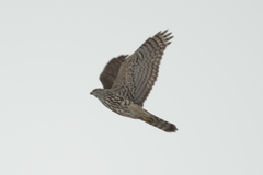 Accipiter gentilis