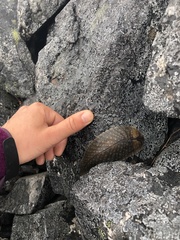 Pseudaneitea gigantea