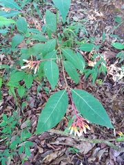 Palicourea marcgravii