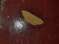 Perixera absconditaria