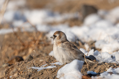 Montifringilla davidiana