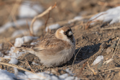 Montifringilla davidiana