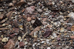 Platagarista macleayi