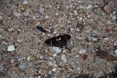 Platagarista macleayi