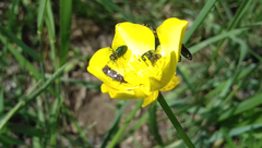 Parascythris muelleri