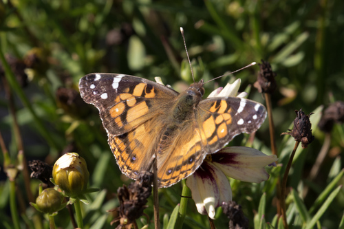 American Lady, Bristol, Massachusetts, United States, photo 8 of 10