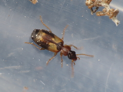 Philorhizus crucifer