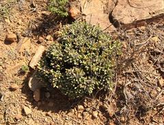 Rhombophyllum dolabriforme