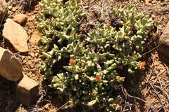 Rhombophyllum dolabriforme