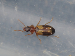 Philorhizus crucifer