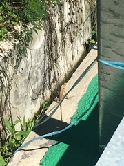 Calotes versicolor