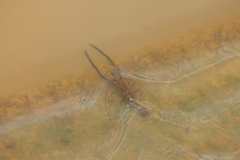 Macrobrachium australiense