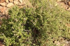 Ocimum burchellianum
