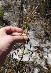 Eulophia tristis