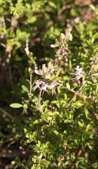 Ocimum burchellianum