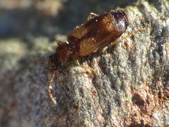 Philorhizus crucifer