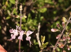 Ocimum burchellianum