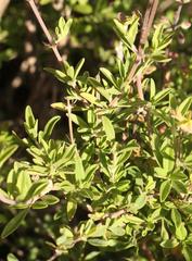 Ocimum burchellianum