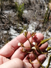 Eulophia tristis