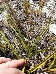 Eulophia tristis