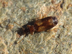 Philorhizus crucifer
