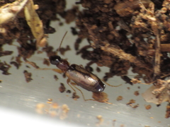 Philorhizus melanocephalus
