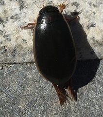Onychohydrus scutellaris