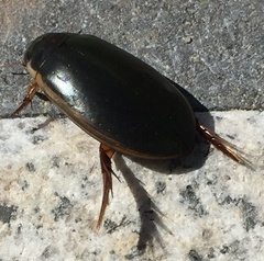 Onychohydrus scutellaris