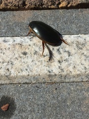 Onychohydrus scutellaris