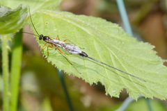 Dolichomitus imperator