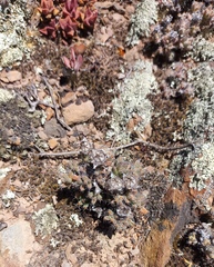 Trichodiadema marlothii