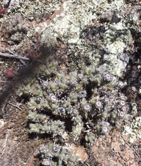 Trichodiadema marlothii