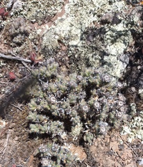 Trichodiadema marlothii