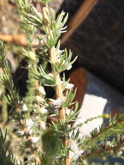 Aspalathus glabrescens