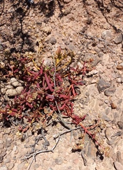 Mesembryanthemum longistylum