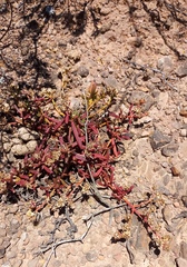 Mesembryanthemum longistylum