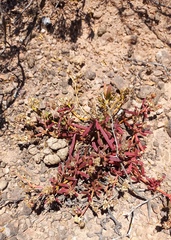 Mesembryanthemum longistylum