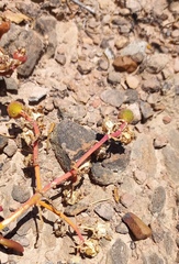 Mesembryanthemum longistylum