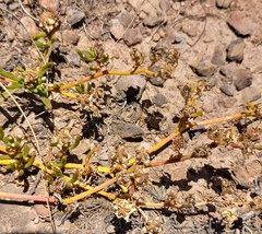 Mesembryanthemum longistylum