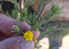 Aspalathus glabrescens