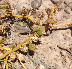 Mesembryanthemum longistylum