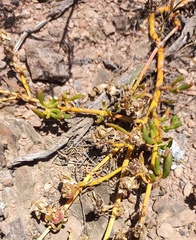 Mesembryanthemum longistylum